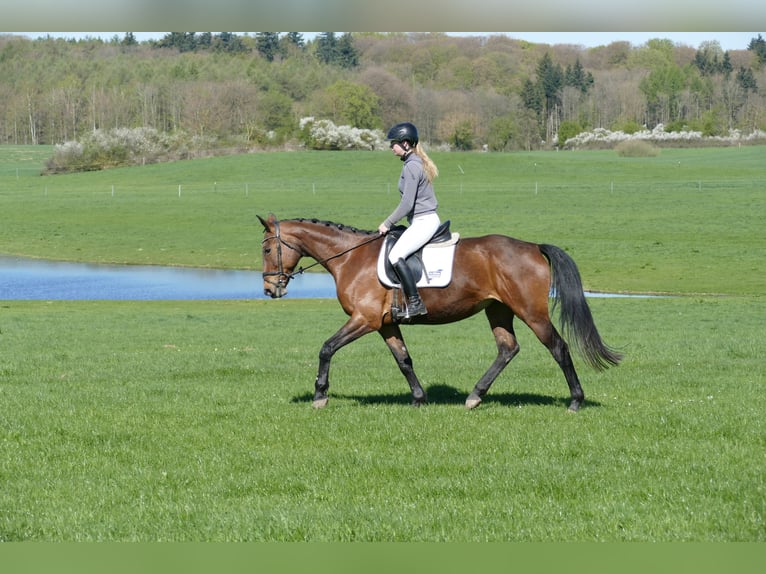 Latvian Warmblood Mare 17 years 16.1 hh Brown in Ganschow