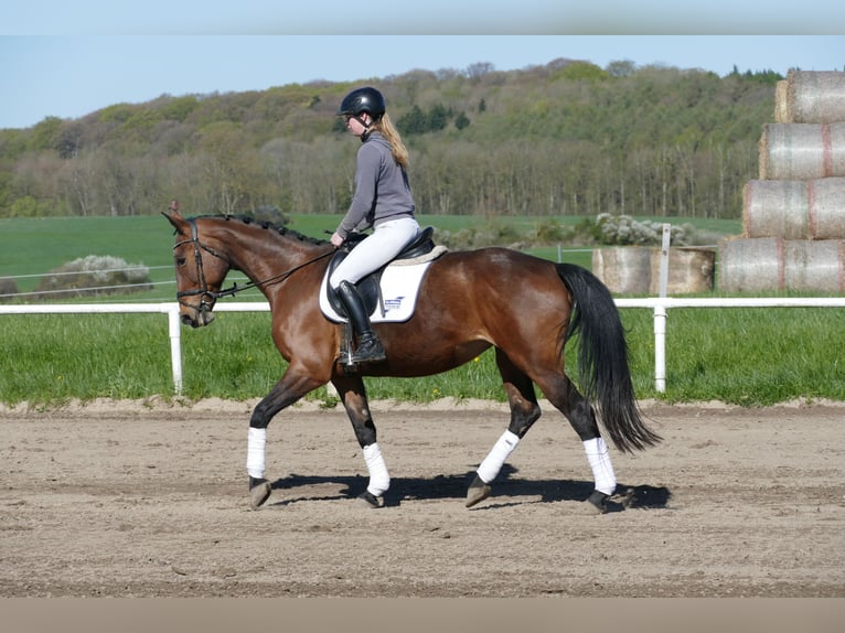 Latvian Warmblood Mare 17 years 16.1 hh Brown in Ganschow