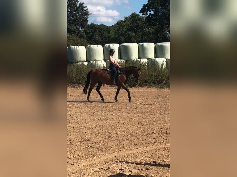 Latvian Warmblood Mare 17 years 16 hh Brown in Hohen Sprenz