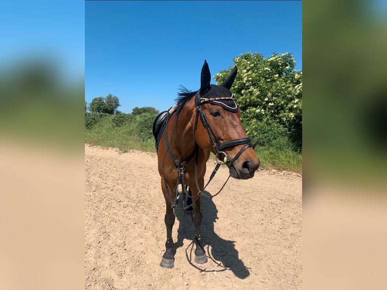 Latvian Warmblood Mare 17 years 16 hh Brown in Hohen Sprenz