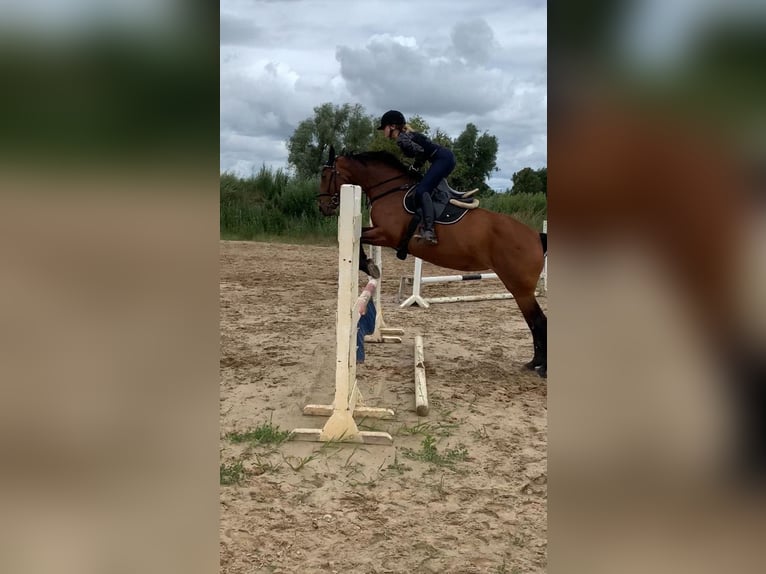 Latvian Warmblood Mare 17 years 16 hh Brown in Hohen Sprenz