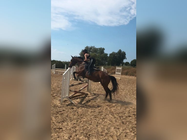 Latvian Warmblood Mare 17 years 16 hh Brown in Hohen Sprenz