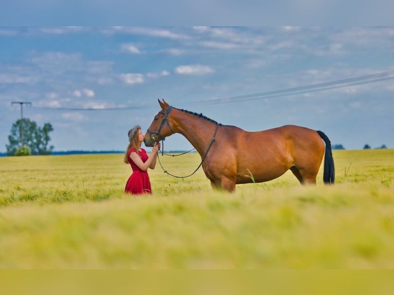 Latvian Warmblood Mare 17 years 16 hh Brown in Hohen Sprenz