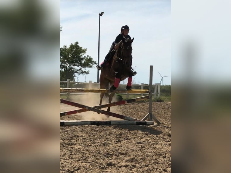 Latvian Warmblood Mare 17 years 16 hh Brown in Hohen Sprenz