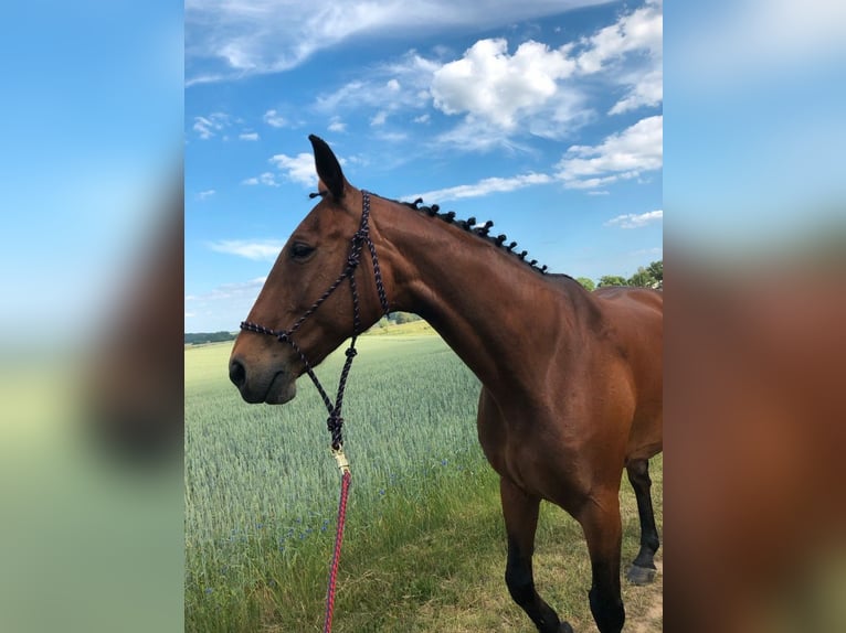 Latvian Warmblood Mare 17 years 16 hh Brown in Hohen Sprenz