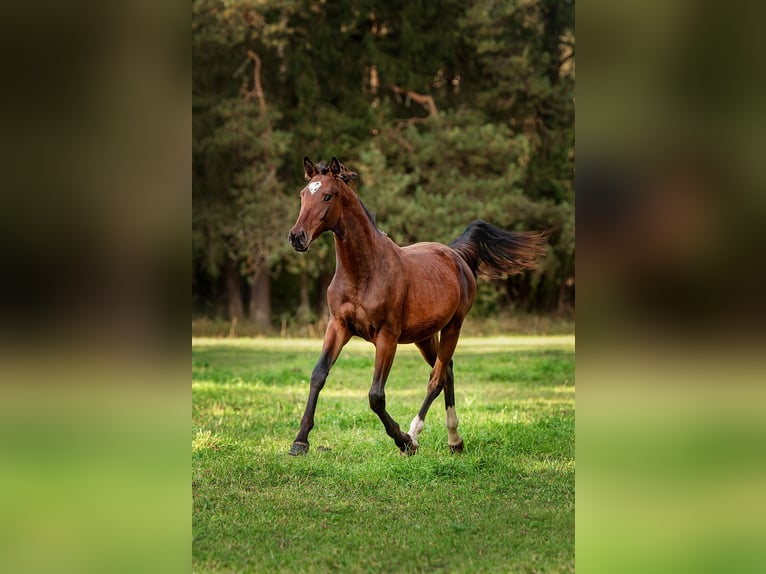 Latvian Warmblood Mare 1 year 16 hh Bay in Aug&#x161;daugavas nov.
