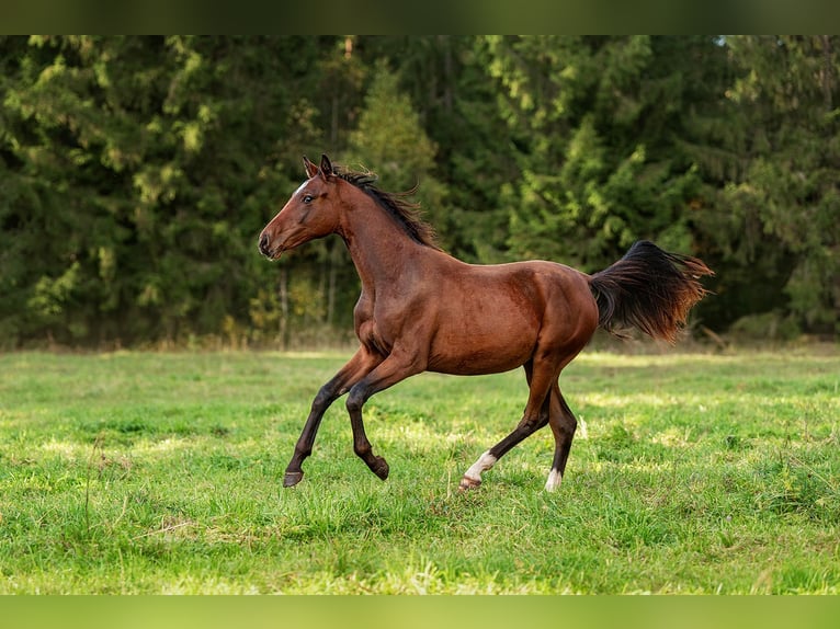 Latvian Warmblood Mare 1 year 16 hh Bay in Aug&#x161;daugavas nov.