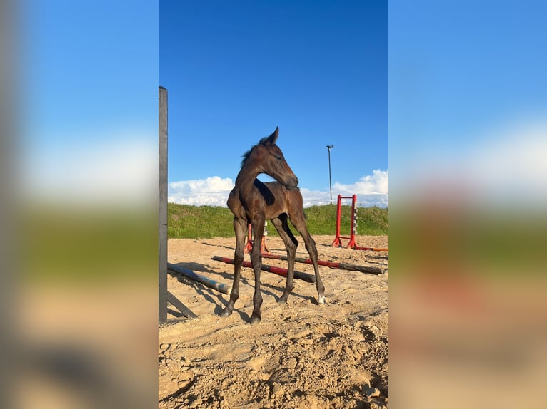 Latvian Warmblood Mare 1 year White in Dienvidkurzemes novads