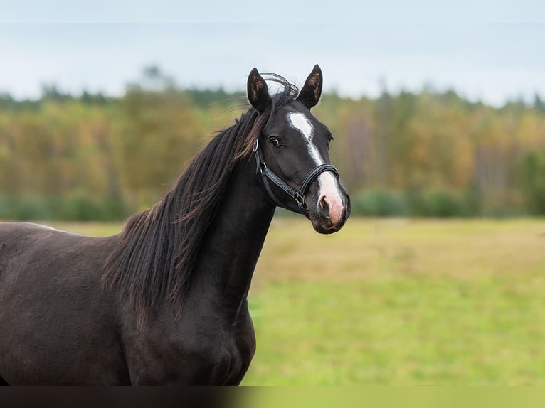 Latvian Warmblood Mare 2 years 16 hh Black in Augšdaugavas novads