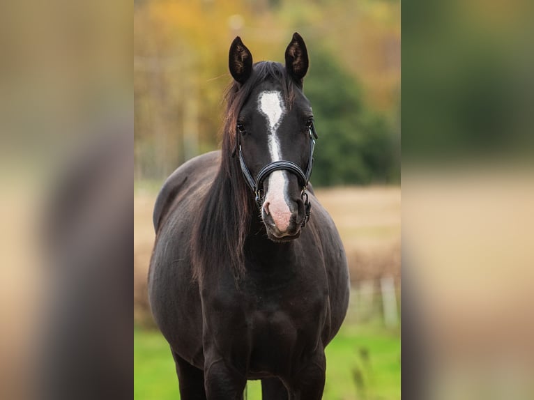 Latvian Warmblood Mare 2 years 16 hh Black in Augšdaugavas novads