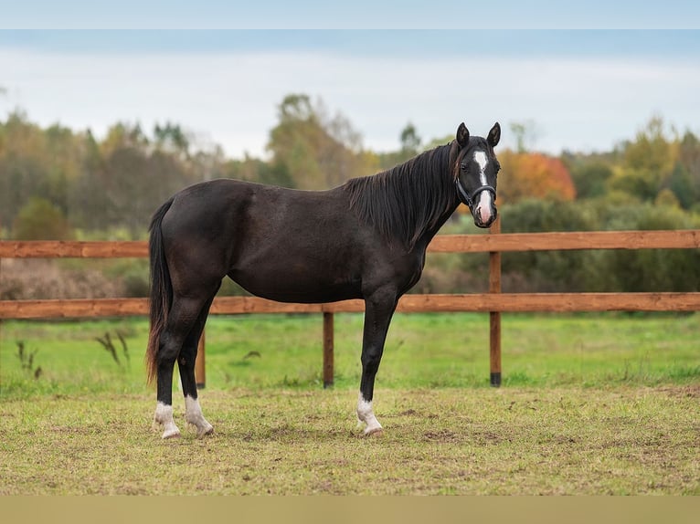 Latvian Warmblood Mare 2 years 16 hh Black in Augšdaugavas novads