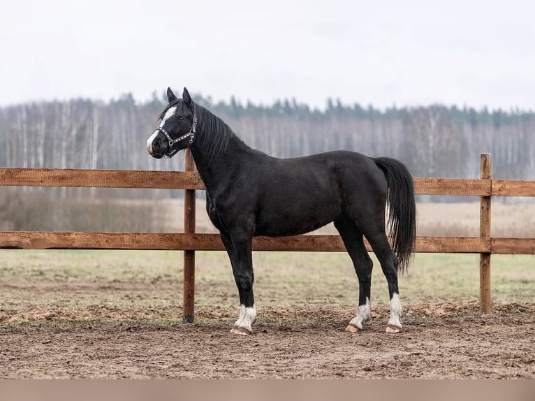 Latvian Warmblood Mare 3 years 16 hh Black in Augšdaugavas novads