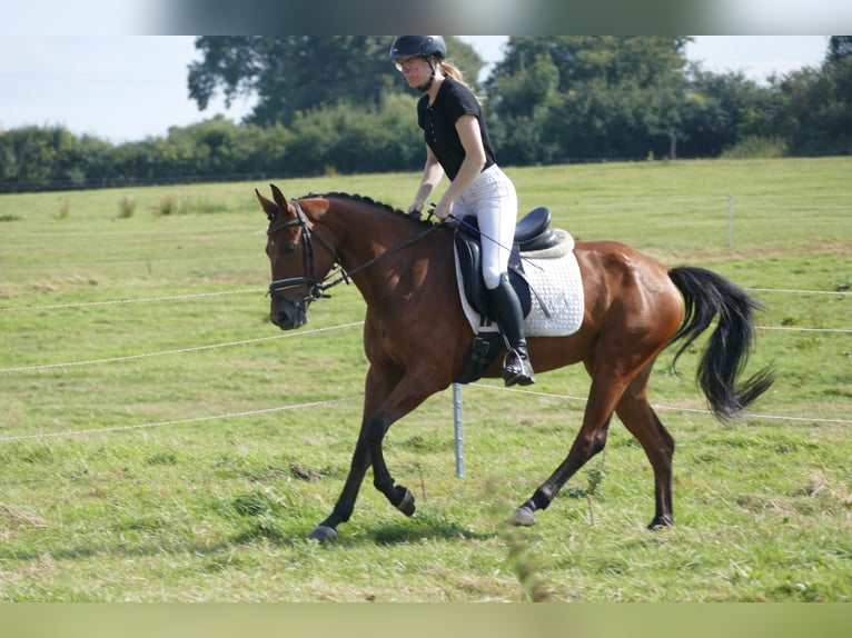 Latvian Warmblood Mare 4 years 14,3 hh Brown in Ganschow