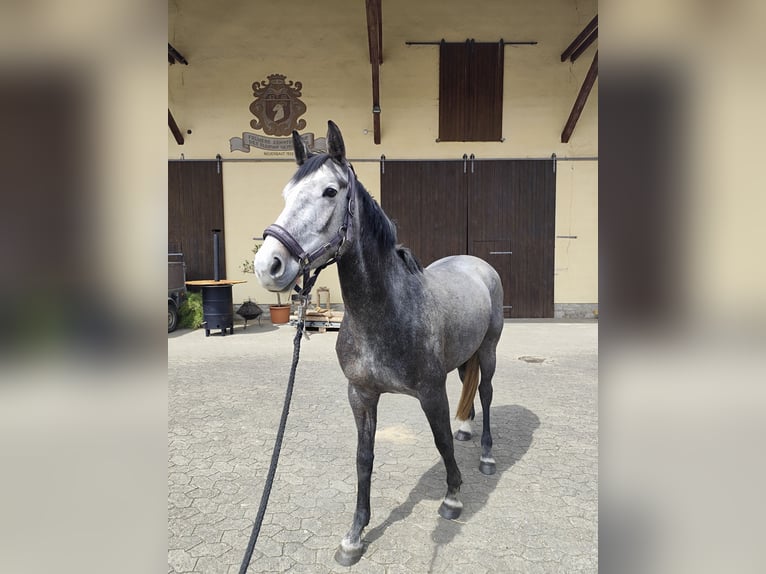 Latvian Warmblood Mare 4 years 15.2 hh Grey-Dapple in Giebelstadt
