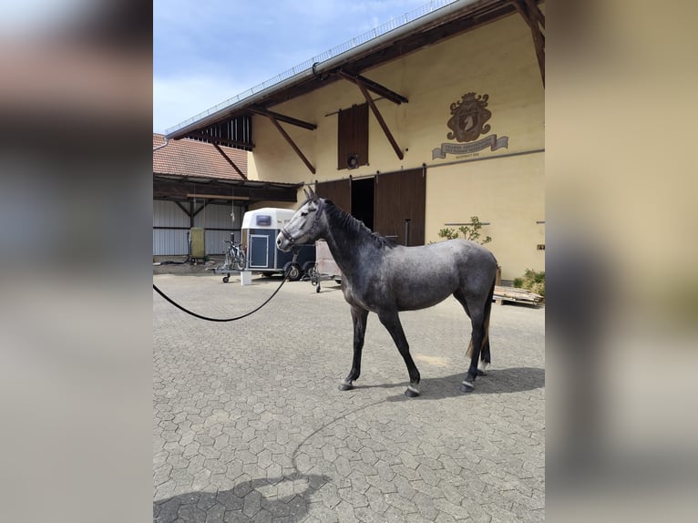 Latvian Warmblood Mare 4 years 15.2 hh Grey-Dapple in Giebelstadt
