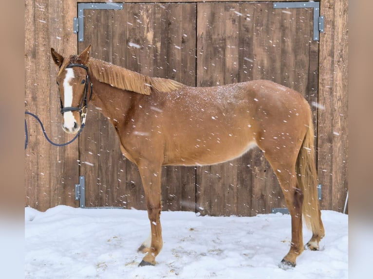 Latvian Warmblood Mare 4 years 16 hh Chestnut in Riga