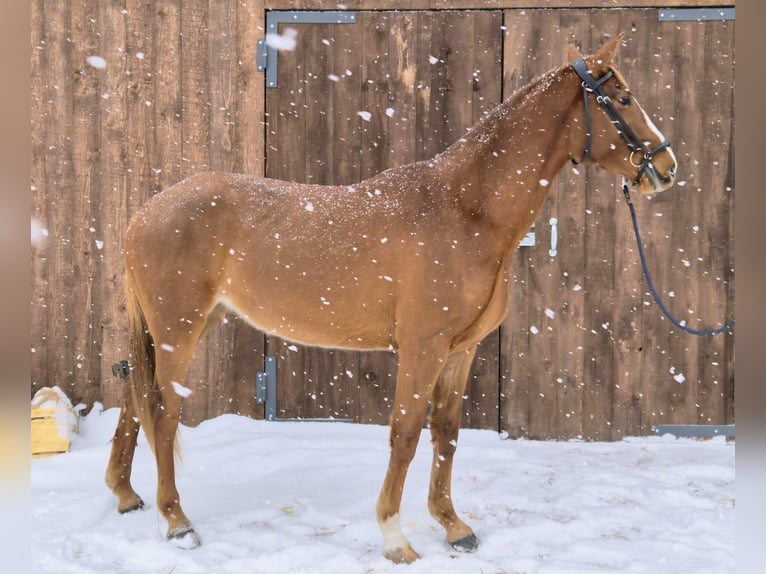 Latvian Warmblood Mare 4 years 16 hh Chestnut in Riga