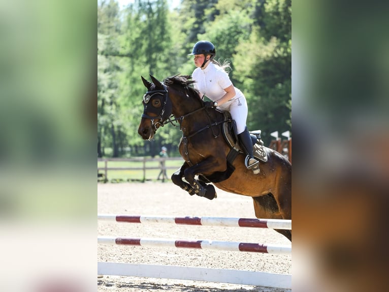 Latvian Warmblood Mare 5 years 15,2 hh Bay-Dark in Sēme