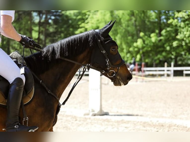 Latvian Warmblood Mare 5 years 15,2 hh Bay-Dark in Sēme