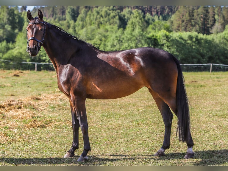 Latvian Warmblood Mare 5 years 15,2 hh Bay-Dark in Sēme