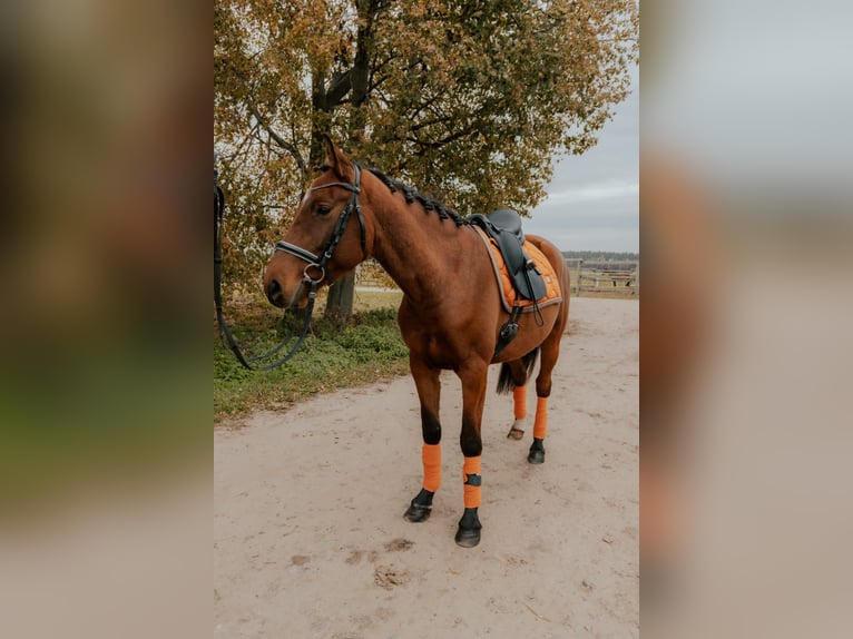 Latvian Warmblood Mare 5 years 16 hh in Riga Latvian Warmblood Mare 5 years 16 hh in Riga