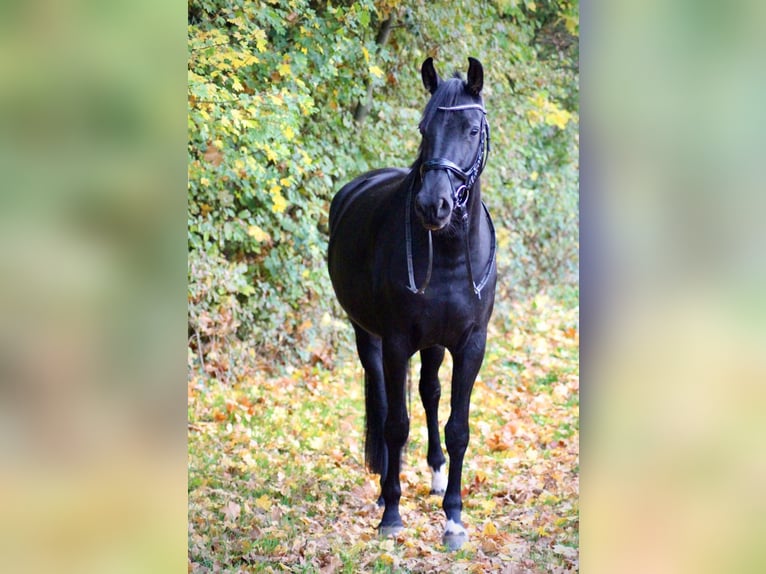 Latvian Warmblood Mare 6 years 16,1 hh Black in Egelsbach