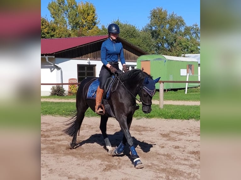 Latvian Warmblood Mare 6 years 16,1 hh Black in Egelsbach