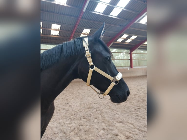 Latvian Warmblood Mare 6 years 16,1 hh Black in Egelsbach