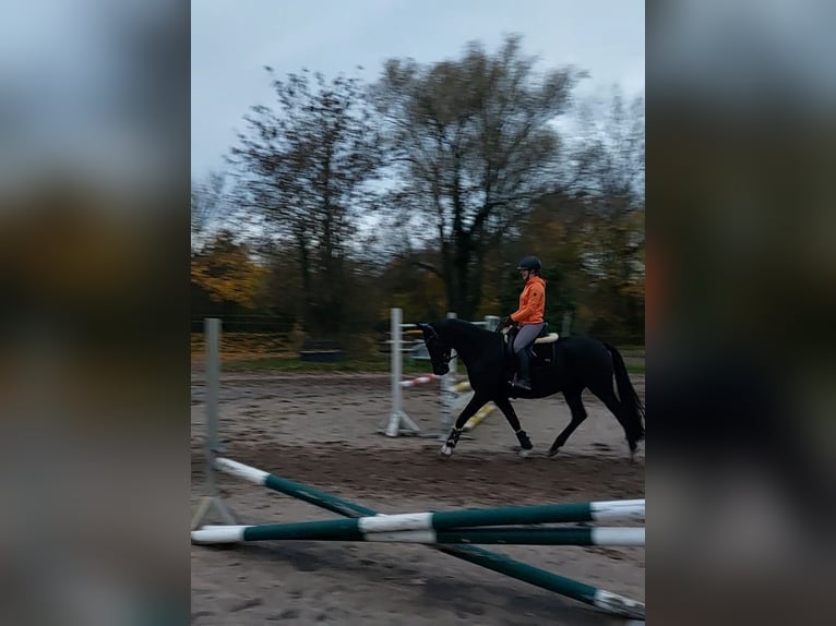 Latvian Warmblood Mare 6 years 16,1 hh Black in Egelsbach