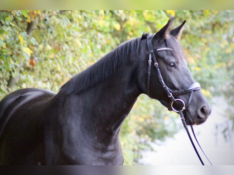 Latvian Warmblood Mare 6 years 16,1 hh Black in Egelsbach