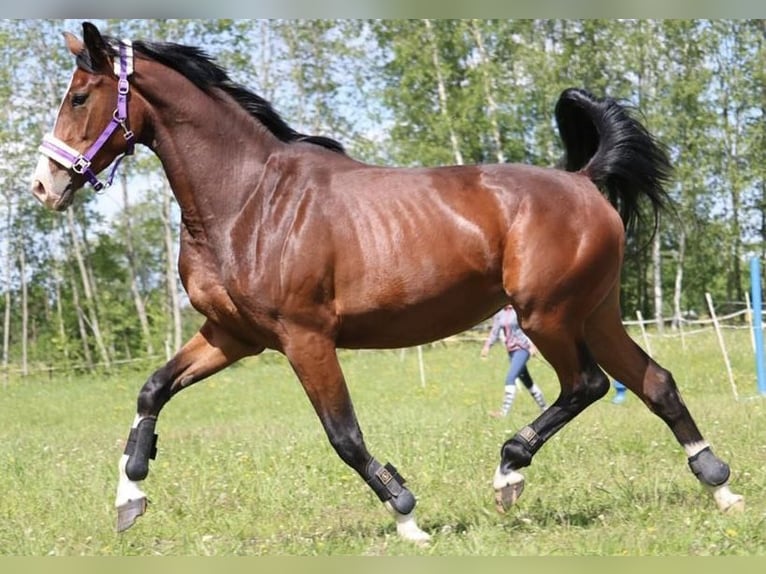 Latvian Warmblood Mare 6 years 16,2 hh Bay in Vāverkrogs