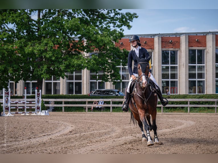 Latvian Warmblood Mare 6 years 16,2 hh Bay in Vāverkrogs