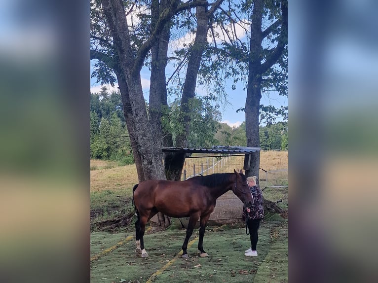 Latvian Warmblood Mare 6 years 16.2 hh Brown in Krümmel