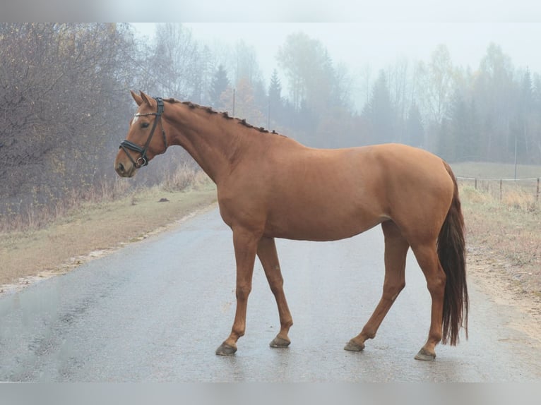 Latvian Warmblood Mare 6 years 16.2 hh Chestnut in Launkalne