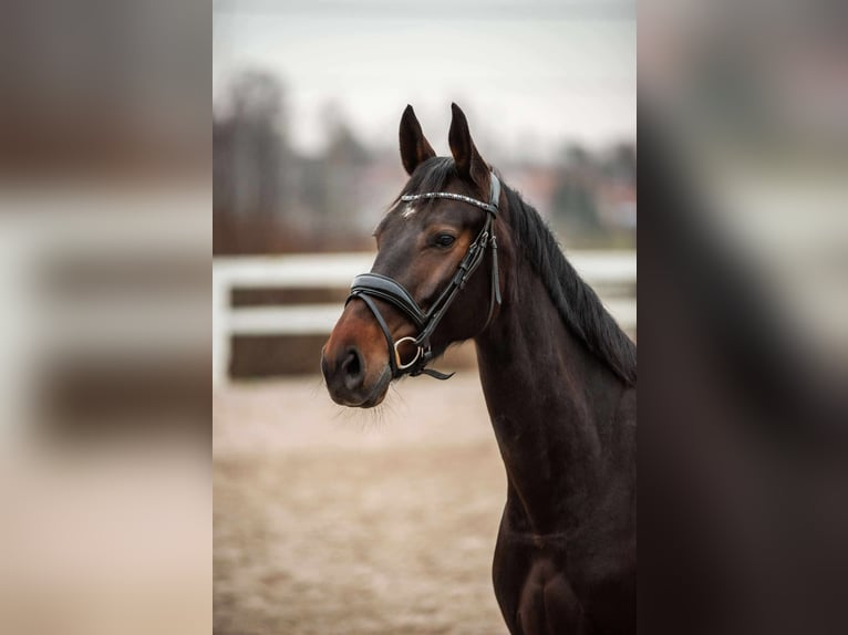 Latvian Warmblood Mare 6 years 16 hh Bay-Dark in Helsinki