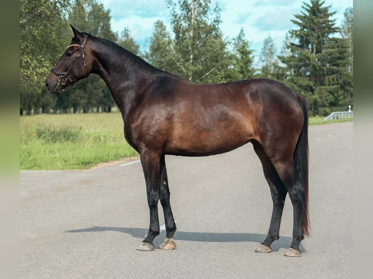 Latvian Warmblood Mare 6 years 16,2 hh Bay-Dark in Ķeipene
