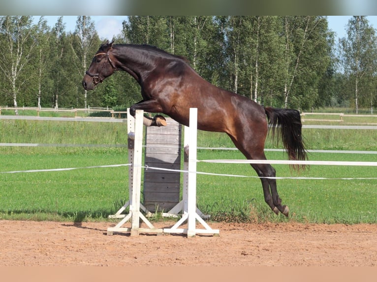 Latvian Warmblood Mare 6 years 16,2 hh Bay-Dark in Ķeipene