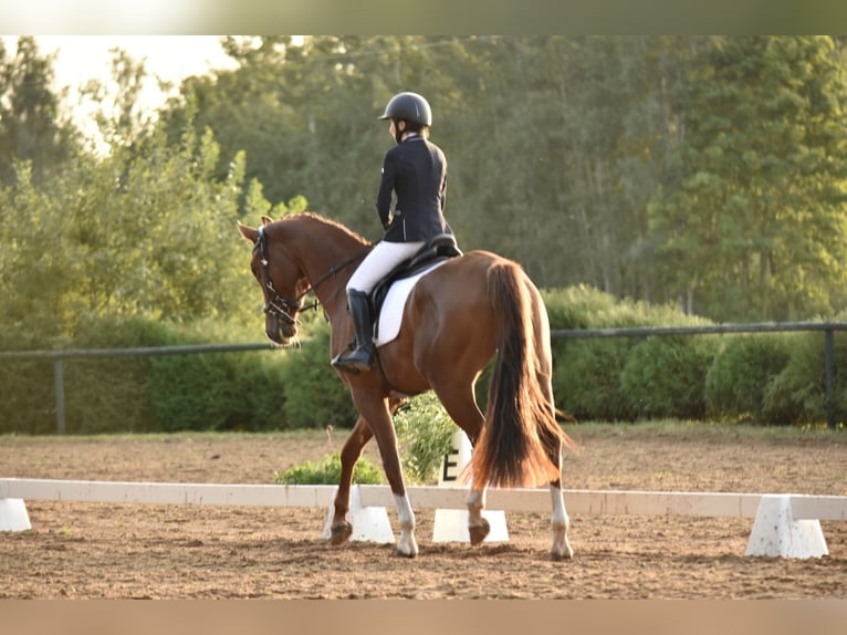 Latvian Warmblood Mare 6 years Chestnut in Vāverkrogs