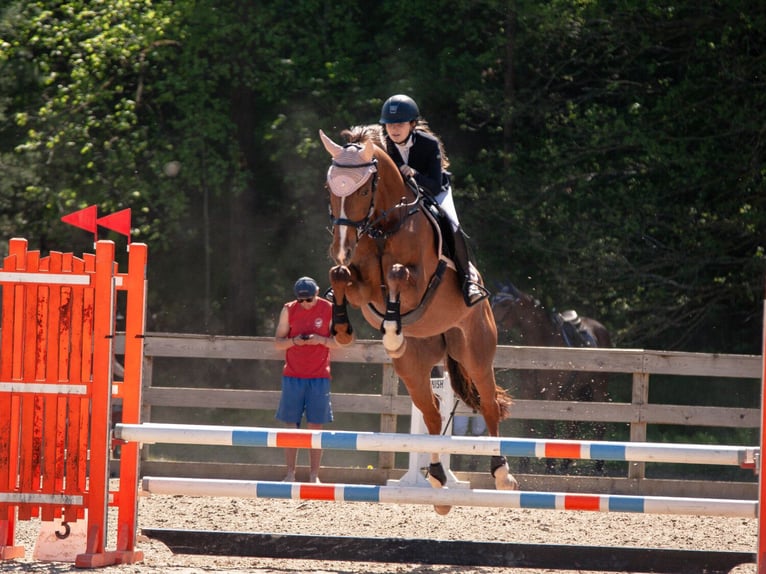 Latvian Warmblood Mare 6 years Chestnut in Vāverkrogs