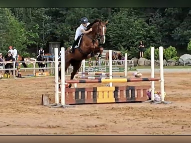 Latvian Warmblood Mare 6 years Chestnut in Vāverkrogs