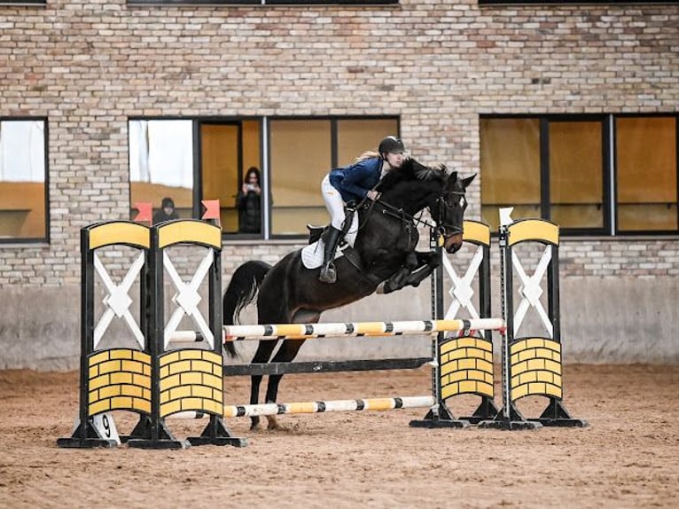 Latvian Warmblood Mare 7 years 16.1 hh Bay-Dark in Blankenfelde