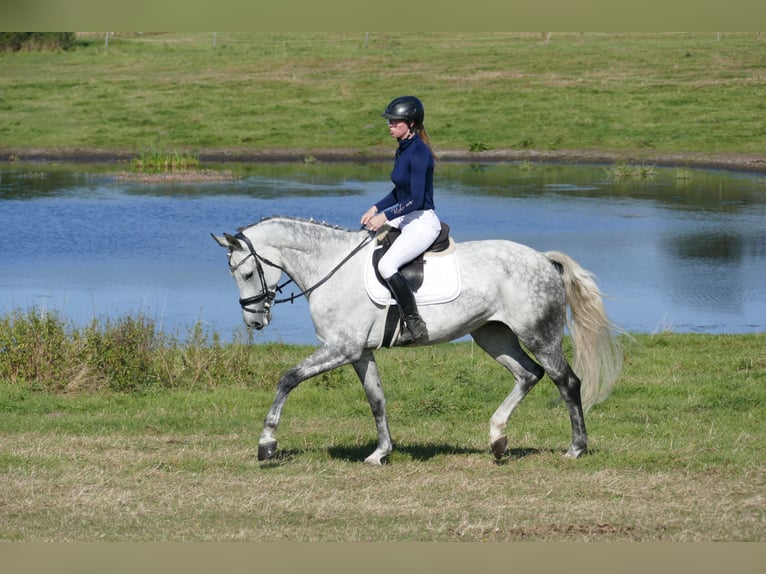 Latvian Warmblood Mare 7 years 16,2 hh Gray in Ganschow