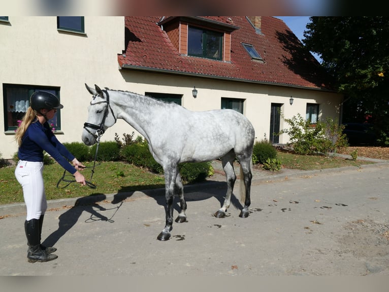 Latvian Warmblood Mare 7 years 16,2 hh Gray in Ganschow