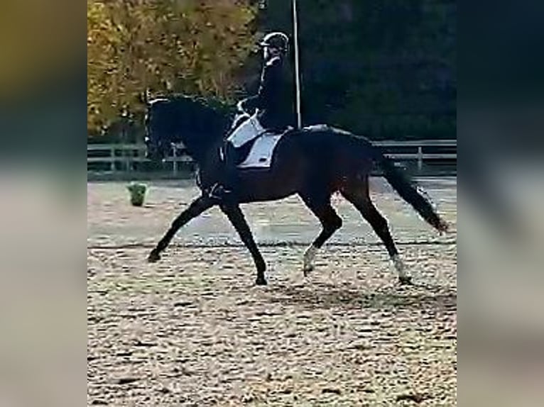 Latvian Warmblood Mare 7 years 17,1 hh Bay-Dark in Babite