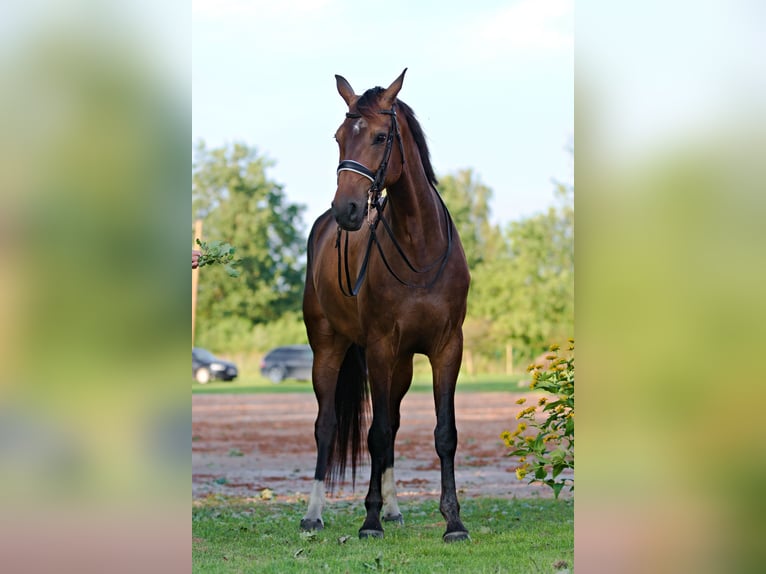 Latvian Warmblood Mare 7 years 17,1 hh Bay-Dark in Babite