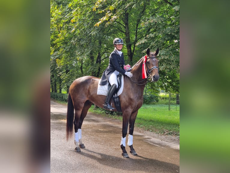 Latvian Warmblood Mare 7 years 17,1 hh Bay-Dark in Babite