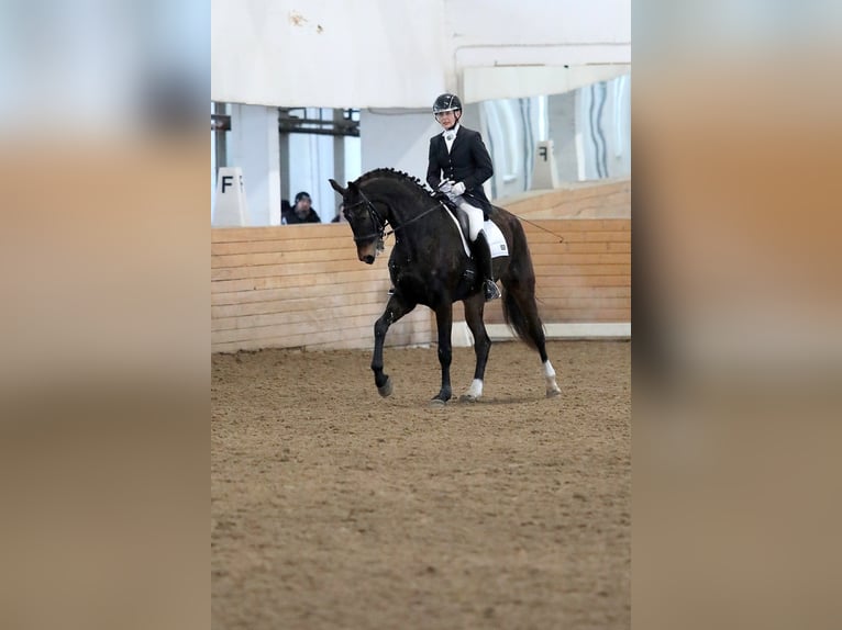 Latvian Warmblood Mare 7 years 17,1 hh Bay-Dark in Babite