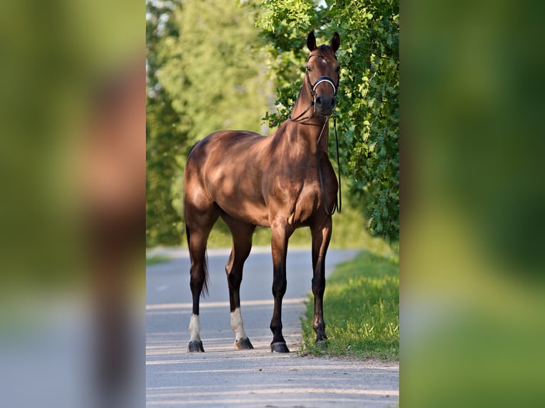 Latvian Warmblood Mare 7 years 17,1 hh Bay-Dark in Babite