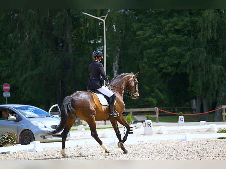 Latvian Warmblood Mare 7 years 17,1 hh Bay-Dark in Babite