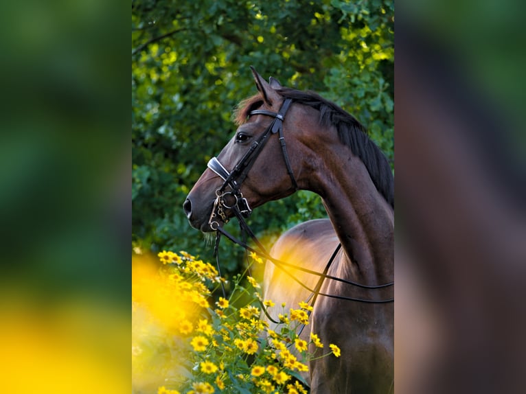 Latvian Warmblood Mare 7 years 17,1 hh Bay-Dark in Babite